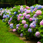 Bloom color will depend on your soil acidity. Change you color easily with Espoma Pink & Espoma Blue.