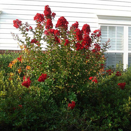 Enduring Summer Red Crape Myrtle Shrub