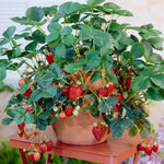 Everbearing Strawberry Plant