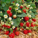 Everbearing Strawberry Plant