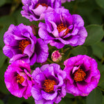 Eyeconic® Plum Lemonade Rose
