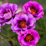Eyeconic® Plum Lemonade Rose