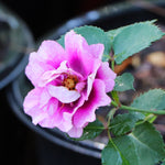 Eyeconic® Plum Lemonade Rose