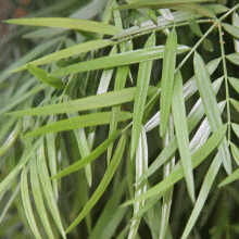 Fern Pine Tree