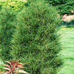 Fine Line® Buckthorn Standard Tree