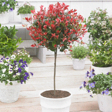 Fraser Photinia Tree
