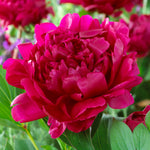 Felix Crousse Peony