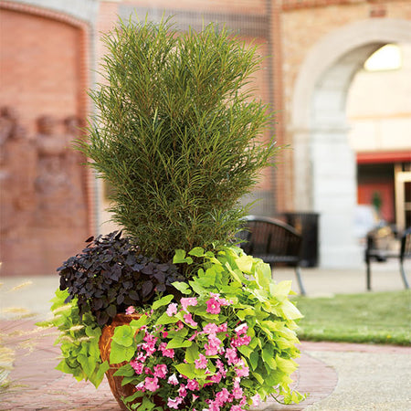 Fine Line® Buckthorn Shrub