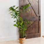 Fishtail Palm