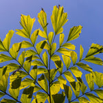 Fishtail Palm