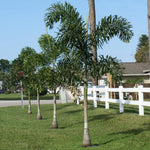 Fishtail Palm