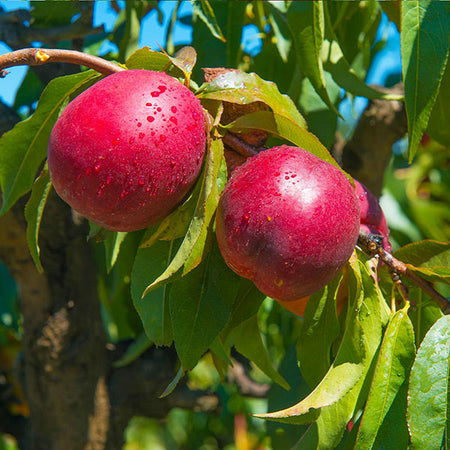 Flavortop Nectarine Tree