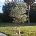 Italian Olive Tree