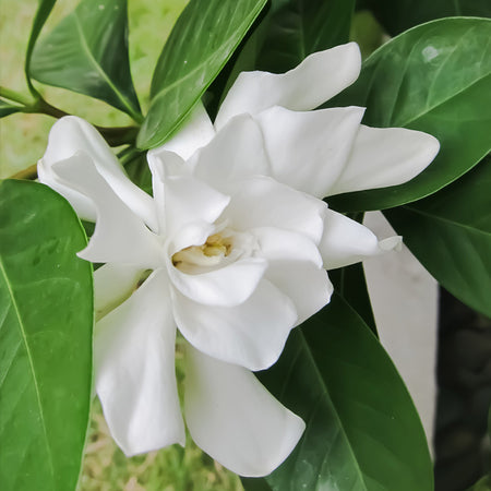 Frost Proof Gardenia Shrub