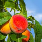The Frost Peach tree is great for colder regions.