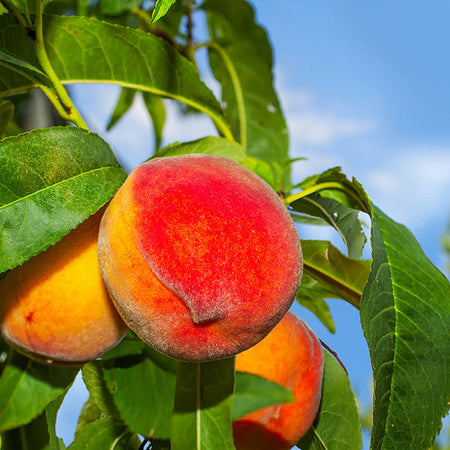 Frost Proof Peach Tree