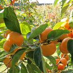 Fuyu Persimmon Tree