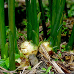 Ginger Plant