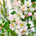 Each spring your apple tree will bloom white flowers with a touch of pink.