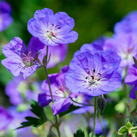 Geranium Rozanne