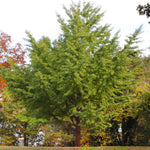 Ginkgo Tree