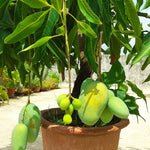 The Glenn is very cold tolerant just bring it indoors if temps go below freezing.