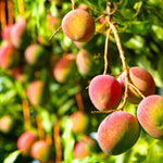Glenn Mango's fruit will develop an orange to red blush when exposed to the sun, while it remains completely yellow if in the shade.