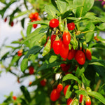Goji Berry Plant