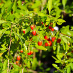 Goji Berry Plant