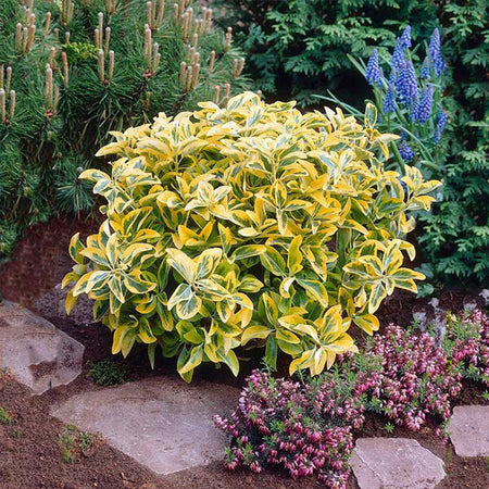 Golden Euonymus Shrub