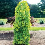 Golden Falls® Redbud Tree