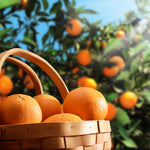 Hamlin Sweet Orange Tree