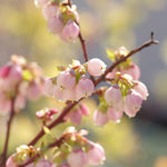 Free Blueberry Bush