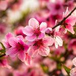 Your peach tree will be covered in pink blooms every spring.