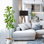 You can grow your Hass indoors where it can receive at least 6 hours of sun.