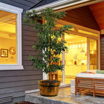 Hass avocados do very well as a patio plant.