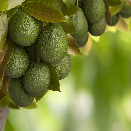 Hass Avocado Tree