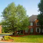 Heritage River BIrch is a fast growing tree, with an open canopy letting light reach the lawn.