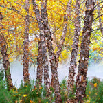 In fall the leaves turn yellow orange and the peeling bark gives winter interest. 