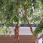 Heritage River Birch Tree