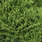 Hetz Midget Arborvitae Shrub