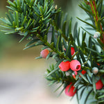 Berries form on female plants in the fall.