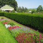 Hicks Yew can tolerate shade, creating an even hedge.