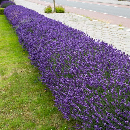 Hidcote Purple Lavender Shrub