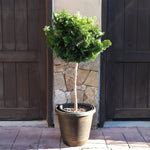 Dwarf Hinoki Cypress Tree