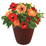 Bloom Bash® Hollywood® Hibiscus