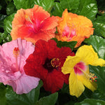 Bloom Bash® Hollywood® Hibiscus