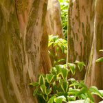 Crape Myrtles have bark that peels to reveal unique coloring for great winter interest.