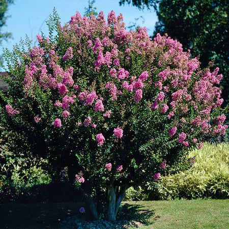 Hopi Crape Myrtle Tree
