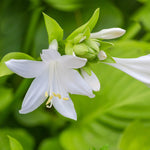 Guacamole Hosta